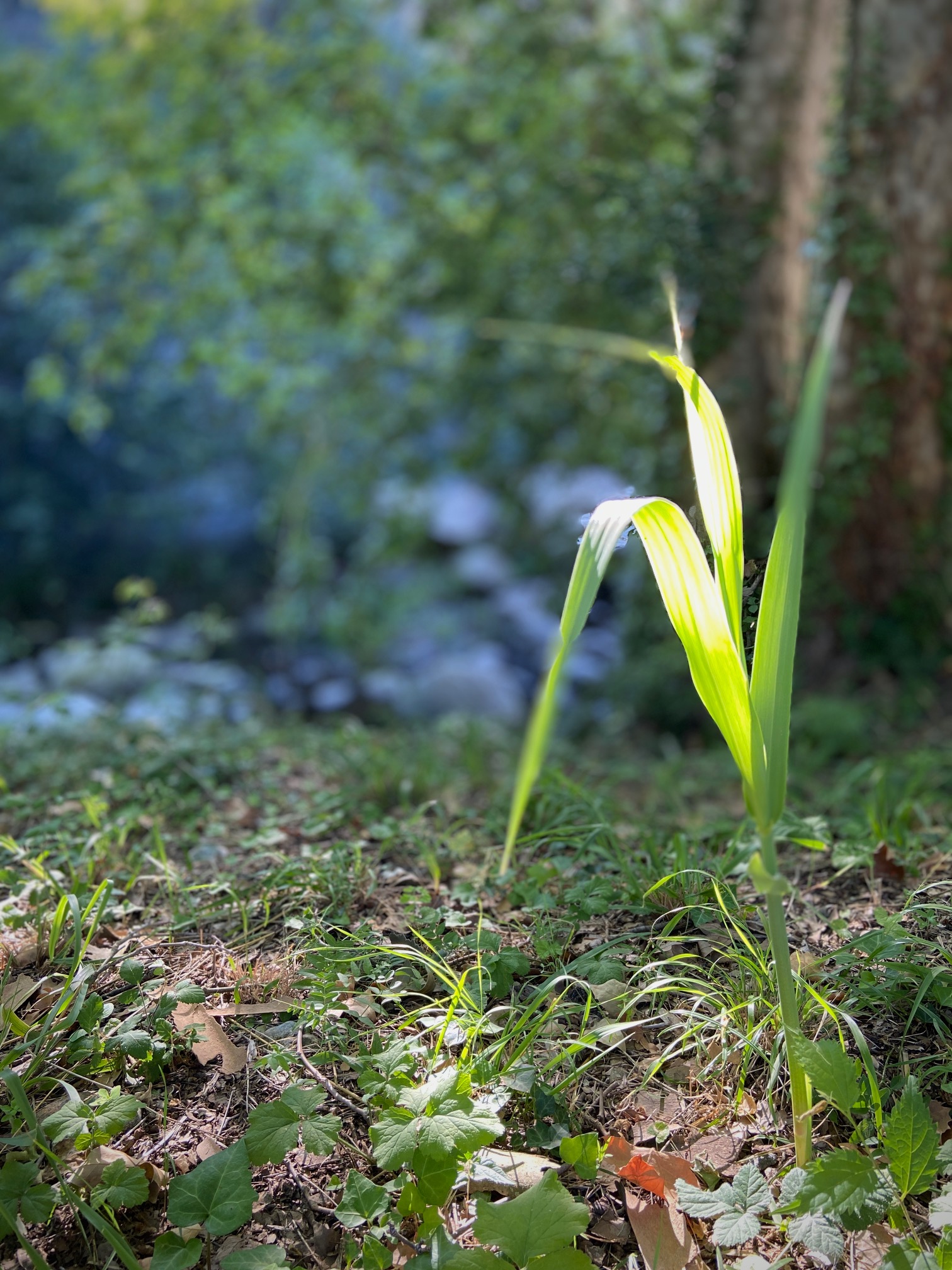 Zen.nl, Zen, meditatie, leren mediteren, foto